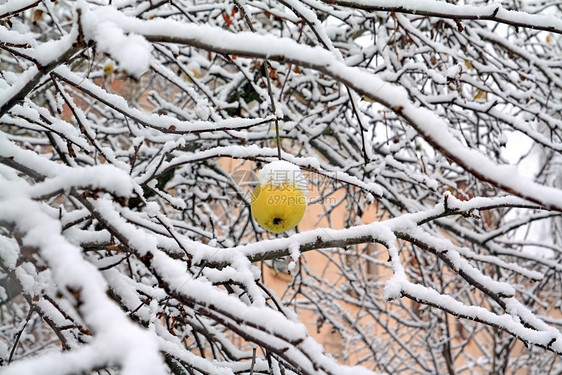 雪中的苹果美食收获雪花墙纸风景季节水果耐力腐烂花园图片