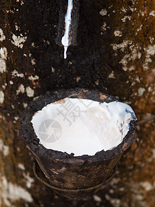 Latex树滴水树液乳白色牛奶森林液体生产聚合物生长树木图片