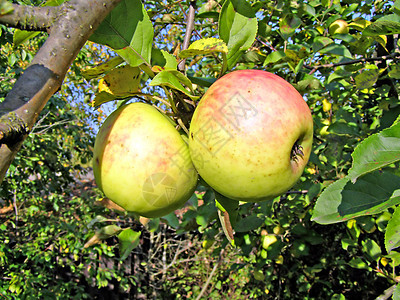 分支上的绿苹果阳光生长花园农场果园分支机构美食水果食物树林图片