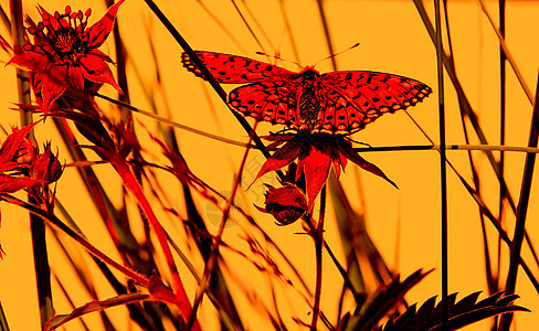红光下草药上的蝴蝶图片