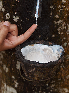 橡胶树种植测试种植园森林乳白色聚合物树木滴水牛奶萃取杯子图片