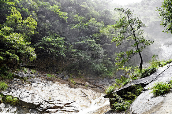 雾林中只有中国树图片