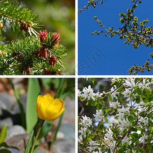 春花粉色花朵郁金香绿色花园天空树枝白色季节植物群图片