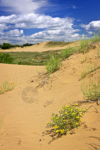 加拿大马尼托巴省沙漠景观野花褐色草原植物花朵丘陵树木云杉公园爬坡图片