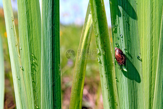 上的蜗牛害虫蠕变季节蔬菜园艺叶子沼泽动物荒野螺旋图片