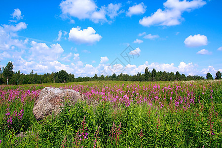 夏季外地空地天空草本植物蓝色植物群地面紫丁香天气国家地平线图片