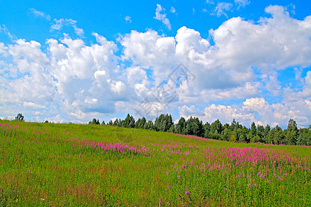 夏季外地蓝色地面花瓣草地生长荒野牧草晴天淡紫色农村图片