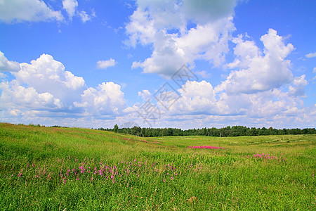 夏季外地天气草本植物太阳地面荒野环境土地植物群地平线淡紫色图片