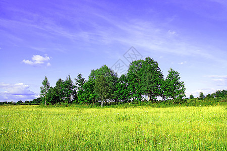 田间药草小麦场地场景草原种子季节蓝色森林阳光土地图片