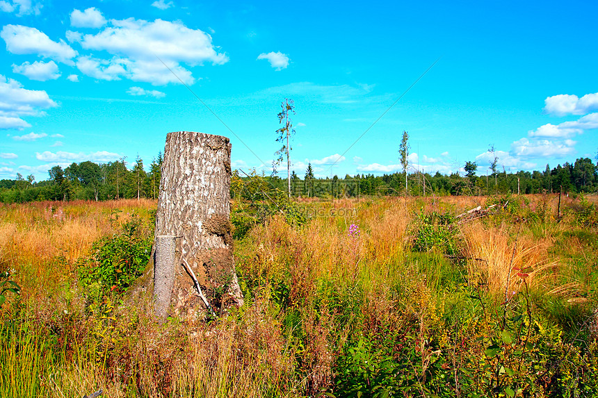 切除木柴植被活力收成森林资源树桩材料环境生产生态图片