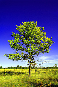 实地的橡树阴影蓝色农村树叶牧场场地草本植物地平线气候环境图片