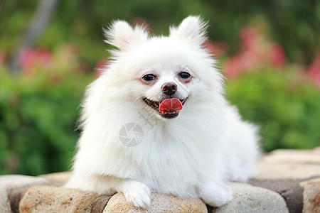 白罗马狗草地朋友季节快乐微笑动物宠物幸福眼睛小狗图片