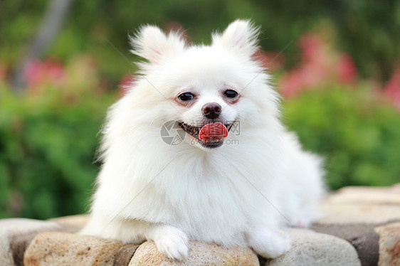 白罗马狗草地朋友季节快乐微笑动物宠物幸福眼睛小狗图片