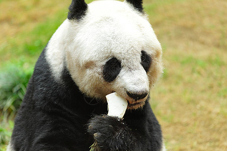熊猫动物园荒野配种中心野生动物白色绿色黑色竹子濒危图片