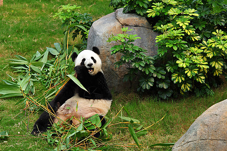 熊猫竹子濒危绿色配种黑色动物园荒野中心野生动物白色图片