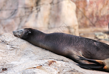 海狮海豹毛皮休息天空海岸岩石女性野生动物公园哺乳动物图片