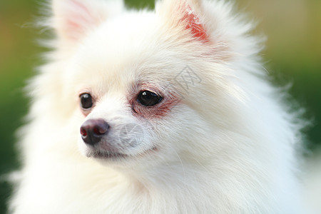 白罗马狗快乐眼睛小狗朋友草地宠物动物季节微笑幸福图片