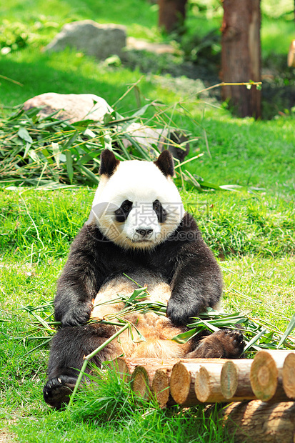 熊猫黑色食物白色动物园竹子濒危图片