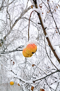 雪中的苹果场景睡眠花园正方形季节植物墙纸雪花枝条生活图片