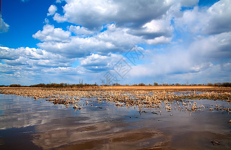 湖边的里德生活植物湿地天空风景蓝色沼泽场景海浪泥炭图片