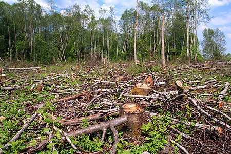 切除木柴树干砍伐资源日志材料森林植被木材收成破坏图片