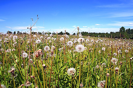 田野露地飞行生活草地叶子自由植物学杂草生长柔软度场景图片