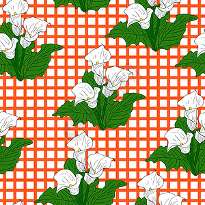 白色卡拉斯的背景 无缝壁纸季节叶子横幅插图百合墙纸推介会卡片植物学植物图片