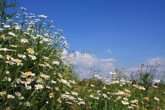 田地上的电轮农村空地牧草卫生草本植物草地花瓣植物群环境洋甘菊图片