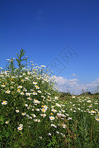 田地上的电轮荒野草地天空花瓣卫生空地生长蓝色牧草天气图片