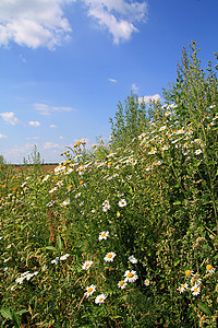 田地上的电轮天空植物群牧草卫生甘菊荒野空地草地蓝色天气图片