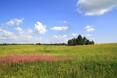 夏季外地植物群植物国家农村天空地平线晴天空地环境天气图片