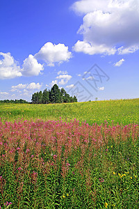 夏季外地天空国家花瓣牧草植物群空地草本植物农村蓝色环境图片