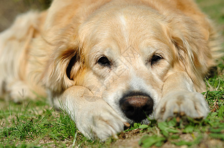 金金检索器哺乳动物宠物褐色忠诚友谊黄色金发犬类伴侣动物图片