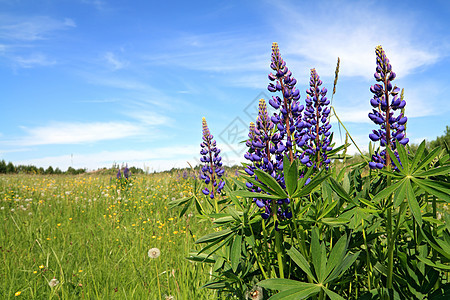 春季田地上的蓝色蓝杂草植物草本植物叶子后代生活柔软度自由生长飞行图片