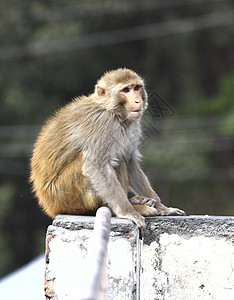 克什米尔斯利那加的猴子放松背景