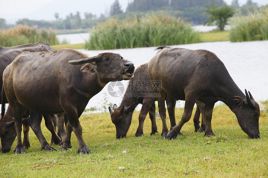在泰国曼谷附近的草原上的泰国水牛公园哺乳动物工人热带肌肉生物农场野生动物收成动物图片
