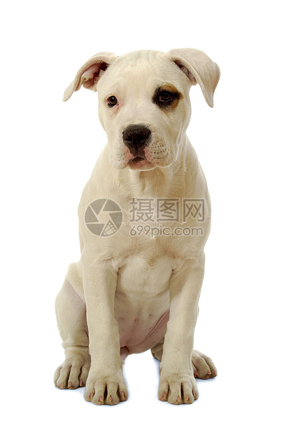 小狗狗棕色宠物警报动物皱纹休息白色犬类奶油工作室图片