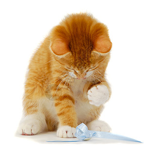 玩猫咪游戏环形白色姿势动物红色条纹玩具橙子宠物乐趣图片