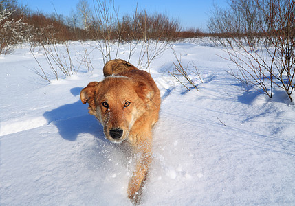 红发红头狗在下雪图片