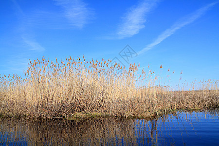 湖上干黄黄色环境香蒲湿地风景公园植物场景蓝色池塘背景图片