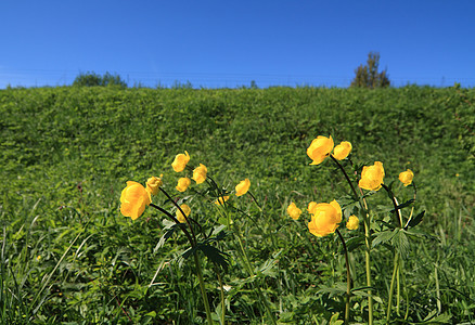 田地上的花朵生长生物学蓝色花园草地植物学花瓣牧场宏观草本植物图片