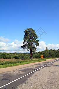 道路附近的橡树草地城市土地公园人行道生长街道场景牧场图片