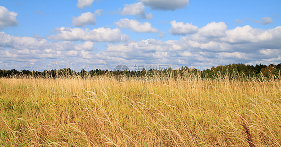 秋季田间干草药草天空牧场蓝色松树季节橡木干草树木场地沼泽图片