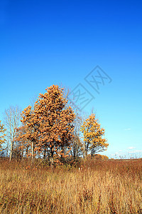 秋季风景场地气候草地蓝色农村牧场力量橡木地平线树叶图片