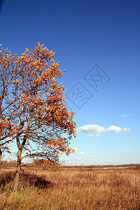 秋季风景草本植物地平线气候橡木场地蓝色牧场力量草地分支机构图片