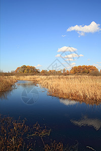 秋季风景天气蓝色地平线天堂场景收获植物天空太阳气候图片
