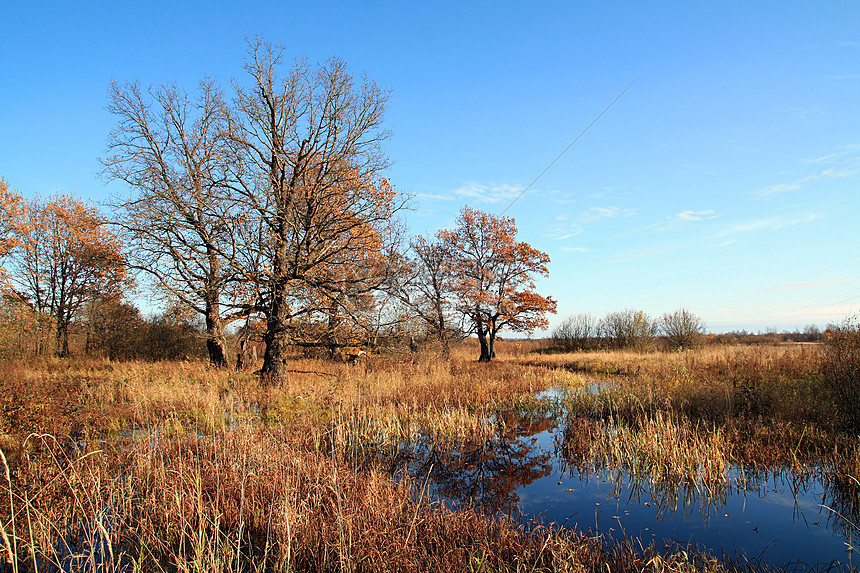 秋季风景阳光橡木树木棕色红色黄色天空草地植物天气图片