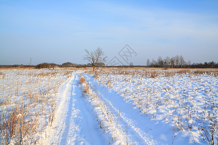 穿过冬季田地的农村公路森林天气旅行场景树木松树阳光气候风景季节图片