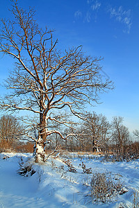 木头中积雪的大橡树下雪森林暴风雪气候橡木树干国家仙境场景环境图片