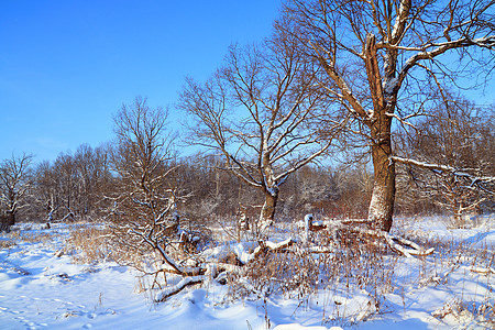 木头中积雪的大橡树国家仙境场景荒野公园天空旅行暴风雪季节蓝色图片